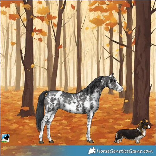 Horse Color:Black Sabino Appaloosa 