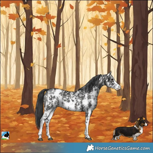 Horse Color:Black Sabino Blanket 