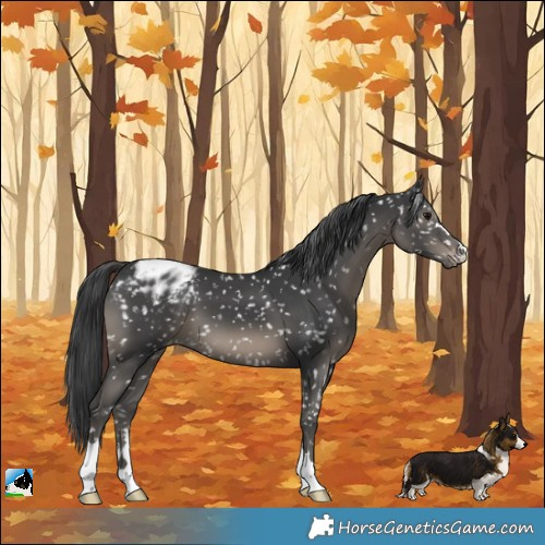 Horse Color:Black Appaloosa 
