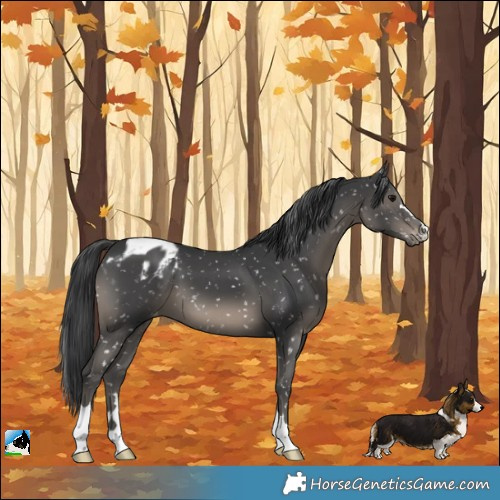 Horse Color:Black Appaloosa 