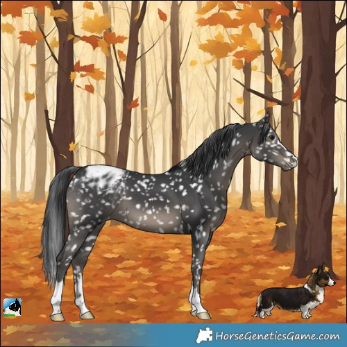 Horse Color:Black Blanket