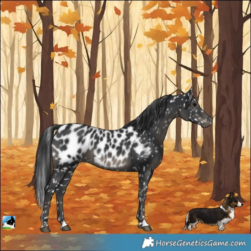 Horse Color:Black Near Leopard 