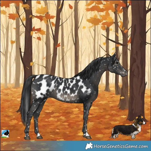 Horse Color:Black Appaloosa 