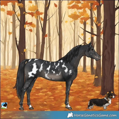 Horse Color:Black Appaloosa 
