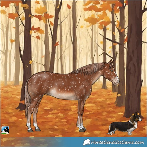 Horse Color:Chestnut Appaloosa 