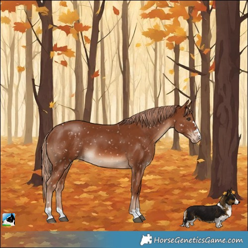 Horse Color:Chestnut Appaloosa 