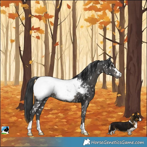 Horse Color:Black Near Fewspot 