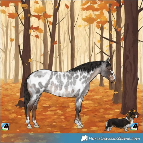 Horse Color:Liver Red Roan Appaloosa Rabicano 