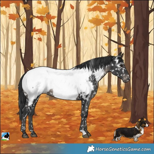 Horse Color:Black Mushroom Near Fewspot 