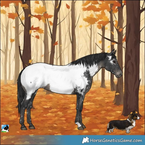 Horse Color:Black Mushroom Appaloosa 