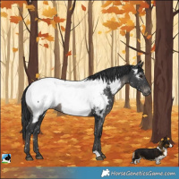 Horse Color:Black Mushroom Appaloosa 
