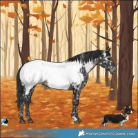 Horse Color:Black Mushroom Near Fewspot 