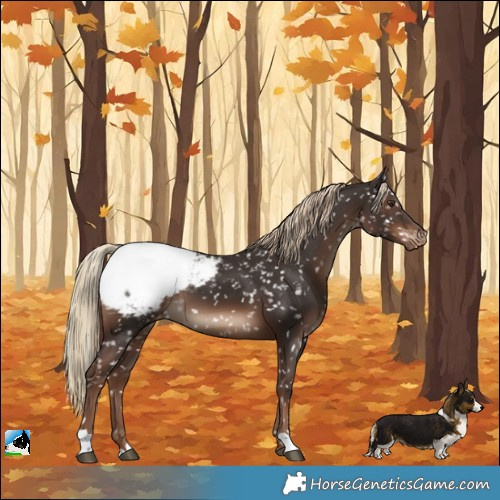 Horse Color:Liver Chestnut Appaloosa 