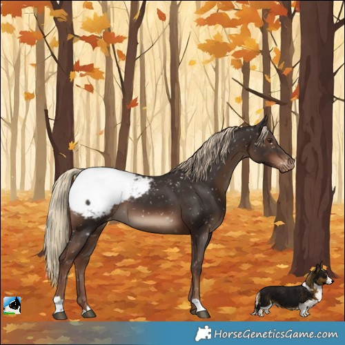 Horse Color:Liver Chestnut Appaloosa 