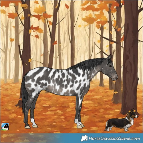 Horse Color:Black Appaloosa Rabicano 