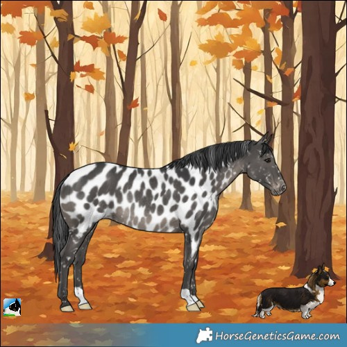 Horse Color:Black Appaloosa Rabicano 