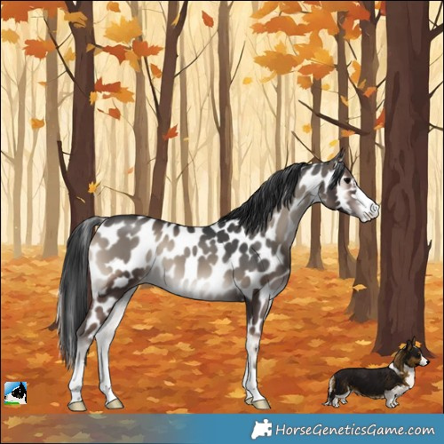 Horse Color:Blue Onyx Appaloosa 