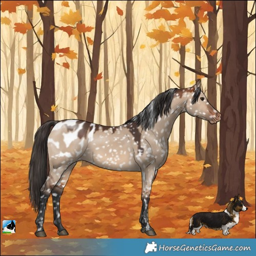 Horse Color:Bay Dun Blanket 