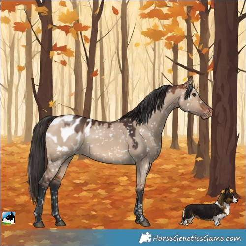 Horse Color:Bay Dun Appaloosa 