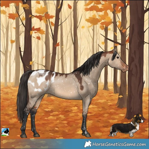 Horse Color:Bay Dun Appaloosa 