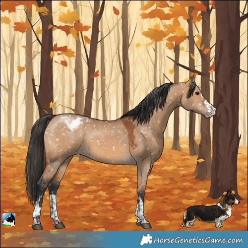 Horse Color:Bay Dun Appaloosa 