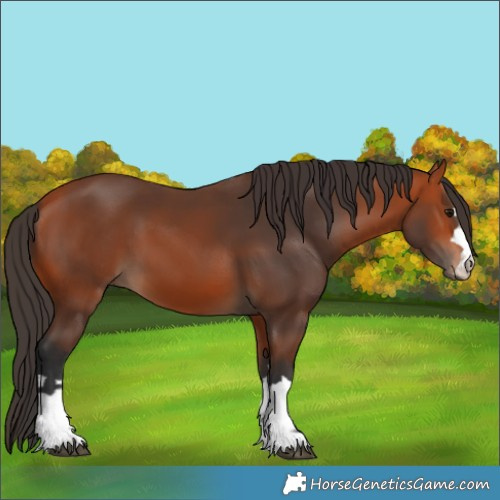 Horse Color:Bay 
