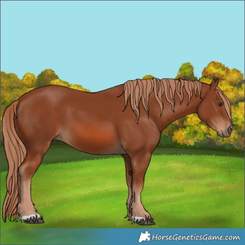 Horse Color:Chestnut 