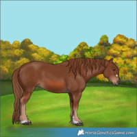 Horse Color:Chestnut 