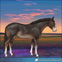 Horse Color:White Spotted Liver Chestnut 
