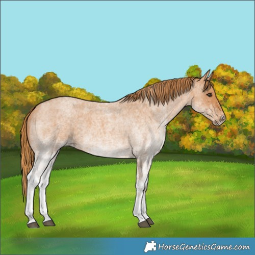 Horse Color:White Spotted Red Roan