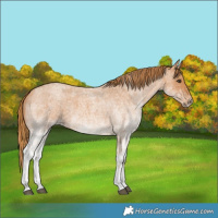 Horse Color:White Spotted Red Roan 