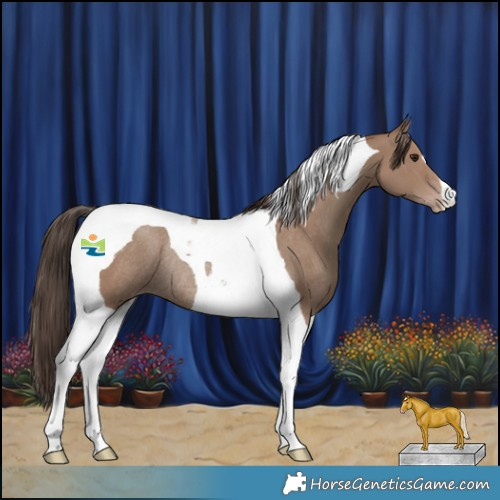 Horse Color:Classic Champagne Tobiano Rabicano