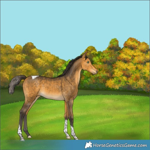 Horse Color:Buckskin Tobiano