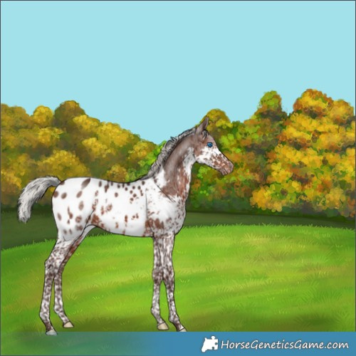 Horse Color:Silver Brown Splash Tobiano Appaloosa 