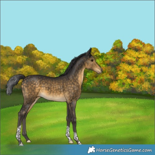 Horse Color:Buckskin Tobiano 