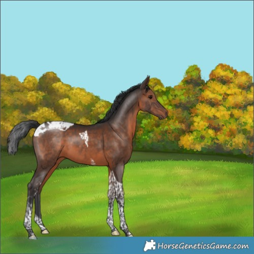 Horse Color:Brown Tobiano 
