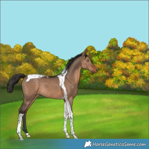 Horse Color:Bay Dun Tobiano Rabicano 