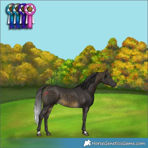 Horse Color:Buckskin 