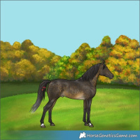 Horse Color:Buckskin