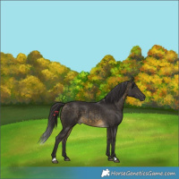 Horse Color:Buckskin 