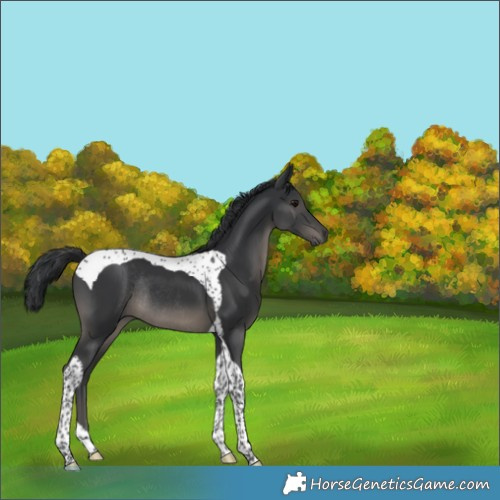 Horse Color:Black Tobiano Rabicano 