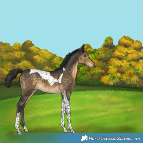 Horse Color:Buckskin Tobiano 