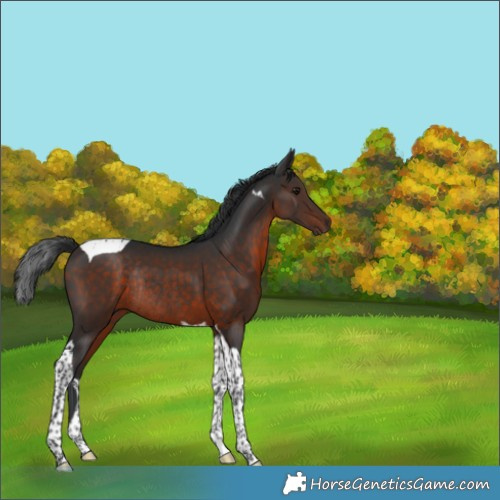 Horse Color:Brown Tobiano Rabicano 