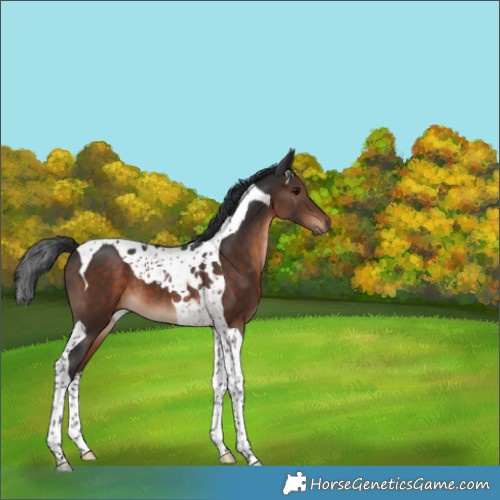 Horse Color:Brown Tobiano 