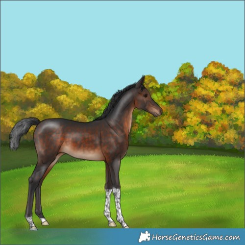 Horse Color:Bay Tobiano 
