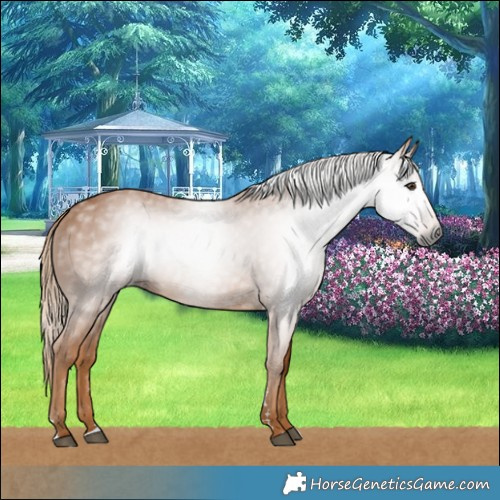Horse Color:Gray Chestnut 