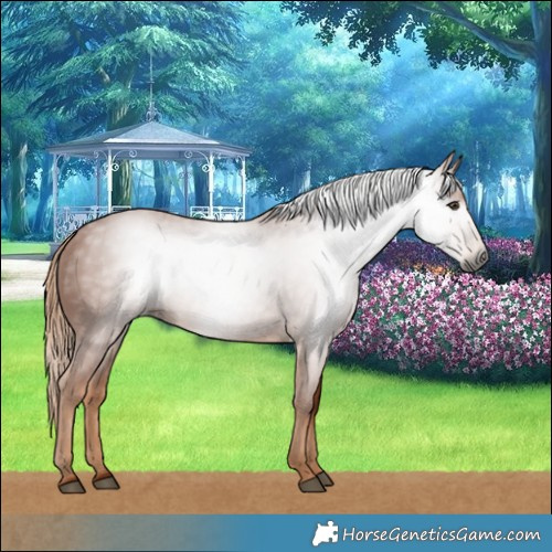 Horse Color:Gray Chestnut 