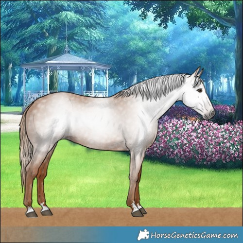Horse Color:Gray Chestnut 