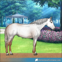 Horse Color:Gray Chestnut 