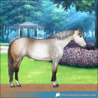 Horse Color:Gray Buckskin 